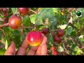 apple ber ki kheti मिस इंडिया एप्पल बेर की खेती miss india apple ber grafted plants