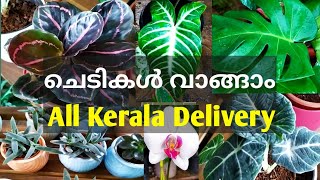 100 ഇൽ പരം Indoor Plants കളുടെ ഒരു കിടിലൻ കളക്ഷൻ / Indoor plants