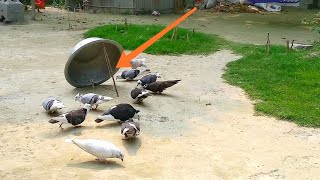How To Make Easy Pigeon Trap At Your Home - Best Pigeon Bird Trap Using Cardboard Box