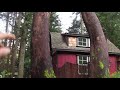 native pacific madrona trees on the west coast of canada