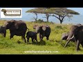 explore tanzania s wildlife a serengeti and ngorongoro safari adventure with friends of safaris