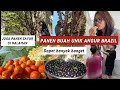 PANEN ANGGUR BRAZIL (JABUTICABA) BERSAMA - SAMA DI BELAKANG KAMARKU MONYETPUN PADA KUMPUL IKUT PANEN