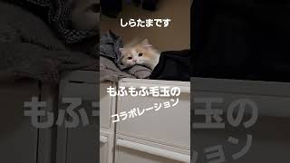 眠たくてたまらにゃい #ラガマフィン #猫動画 #cat #子猫 #shorts #longiness