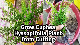 How to grow Cuphea hyssopifolia from cutting || False heather|| Mexican heather || Hawaiian heather