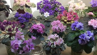 African Violets Blooming in April 2020