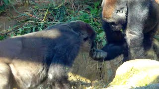 It is as if Gentaro is sharing his food with Genki.🅷🅾🆃【KyotoZoo,Gorilla