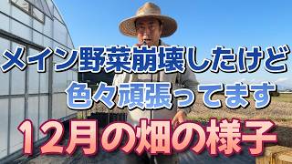 12月直売農家の畑一周　厳しい夏と秋でしたがなんとかつむぎながら頑張っております。