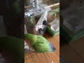 呼ばれたら帰ります インコのいる暮らし セキセイインコ インコ birds インコしか勝たん animemusic インコ動画 parrot animesongs music