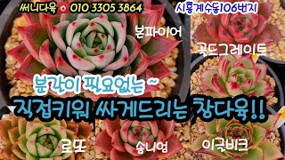 직접키운 창다육~멋진빛감으로 변신!! 개당4천원대 분갈이 필요없는 다육