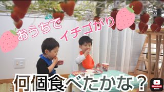 【ドッキリお家いちご狩り🍓ﾊﾟｳﾌｪｸﾄ】2人の反応は🥺？？何個食べたのか⁉️👨‍👩‍👦‍👦【2歳／3歳】【ﾊﾟｳﾊﾟﾄﾛｰﾙ】⠀