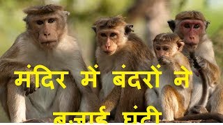 MUST WATCH :  मंदिर में घंटी बजाने वाले Unique  बंदर