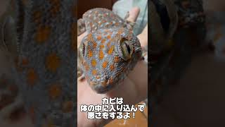 【梅雨】カビ対策はしっかりと！【トッケイ】【爬虫類 #爬虫類 #reptiles #トッケイヤモリ #gecko #cute 】