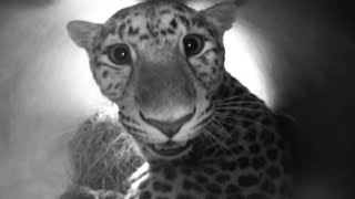 New-born Amur Leopards | Nature's Miracle Babies | BBC Earth