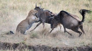 Tiger & Hyena Showdown in Epic Wildlife Hunt