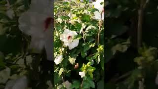 Chinese Hibiscus#Flowers#Satisfying#Viral#Trending@Shally Estrada