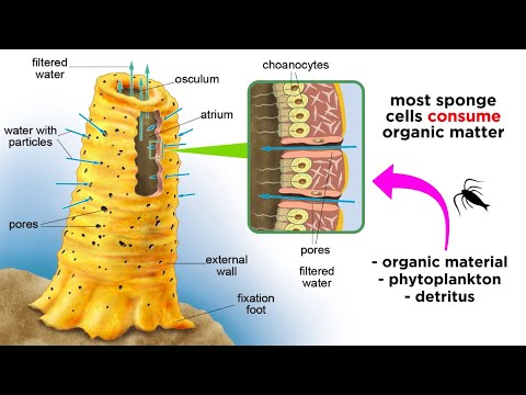 What is the single most diverse phylum of animals in terms of numbers of species?