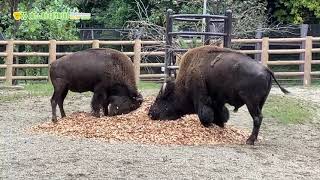 【東山動植物園公式】バイソンの運動場にウッドチップを入れてみました2《 アメリカバイソン　バイソン 》