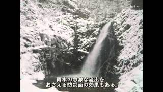 失われるブナ林・白神山地