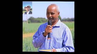 ARARI is making a significant contribution to the success of the irrigated wheat development