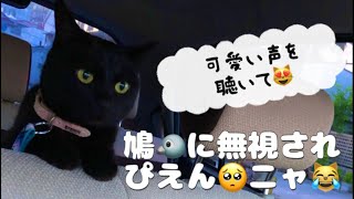 まるで人間の子供⁉️しゃべる猫が幼稚園児レベルの親子の会話をリアルに再現‼️必見です。