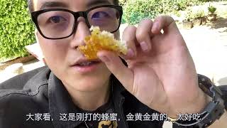 西北小强和妈妈去山里直播打蜂蜜，亲戚家做了啥饭？不要小强拍