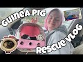 GUINEA PIG RESCUE VLOG✨ | MEET KRINGLE 🎄 |