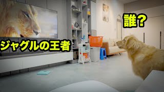 生まれて初めてライオンを見たゴールデンレトリバー犬の反応にびっくりした！ライオンとファイトしようとする笑