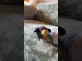 Cockatiel Serenades a Foot by Dancing and Beeping  #cockatiel #parrot #yumyumthetiel #bird