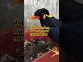 Burung Beo Jinak Cerdas Pintar Ngomong #shortsvideo