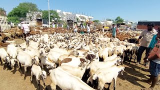 పెబ్బేరు సంతలో ఏలువాటు గొర్రెల రేట్లు-pebbair sheep market-पेब्बैर भेड़ बाजार-ಪೆಬ್ಬೇರು ಟಗರುಗಳ ಸಂತೆ-🐑