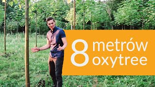 Oxytree - mała plantacja, doskonałe efekty