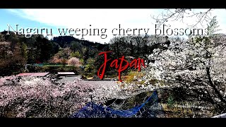 Japan Trip「長留しだれ桜」小鹿野町 Japan Trip “Nagatome Weeping Cherry Blossom” Ogano Town