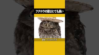 フクロウの首はとても長い