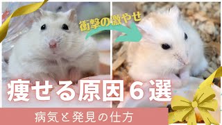 ハムスターが痩せる主な原因6選～病気と発見の仕方【ジャンガリアンハムスター】