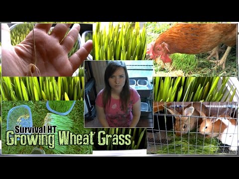 Growing Wheat Grass For Juicing Or Fodder Growing Wheat Grass For Juicing Or Fodder