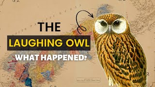 The Laughing Owl | What Happened?