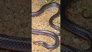 🐍●³◇² Pink-headed Reed Snake, White-headed Reed Snake (Calamaria schlegeli)