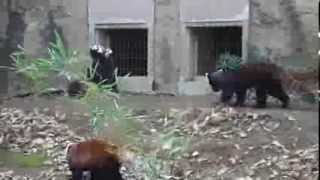 2014 1 3 多摩動物公園 レッサーパンダ Tama Zoological  Red panda