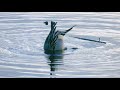 geese and ducks on water short 4k film nisqually national wildlife refuge washington