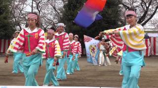 妃龍 第7回くまがや桜よさこい荒川公園会場2015.3.29