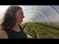 inside one of georgia’s first organic vegetable farms crystal organic farm