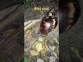 wild snail. land snail. @https youtube.com channel ucafdpp0fcm5pregtpsd7w4a