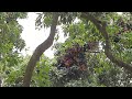 lychee tree care in january জানুয়ারি মাসে লিচু গাছের পরিচর্যা rc farming