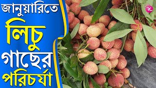 Lychee Tree Care in January - জানুয়ারি মাসে লিচু গাছের পরিচর্যা | RC Farming