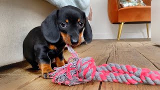 Dachshund puppies, no time to sleep.