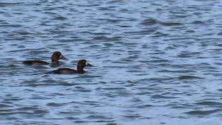 野鳥観察スズガモの潜水４羽が採餌　スズガモ