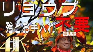 リョウブ 紅葉 2022