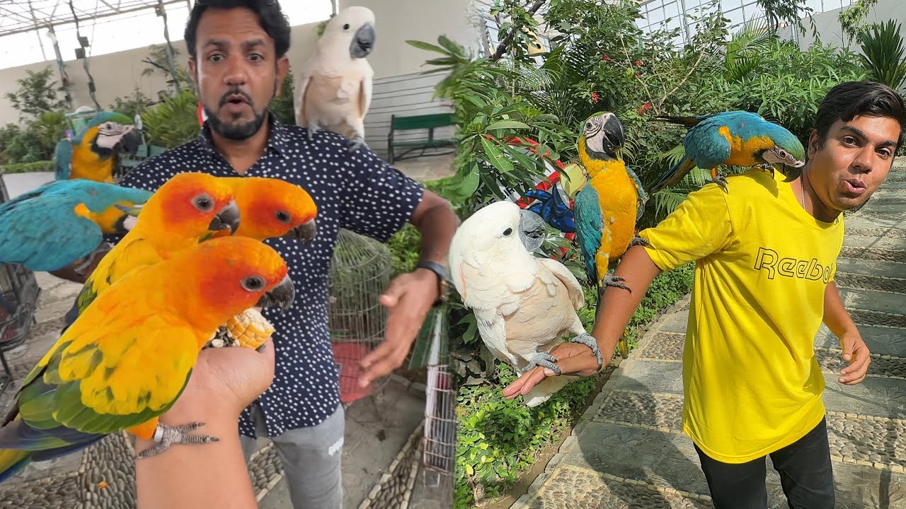 Pahli Dafa Itna Sara Tamed Parrots Dakha 亞 Youtube