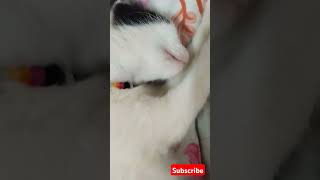 ഒന്ന് ഉറങ്ങാനും സമ്മതിക്കത്തില്ല #cat#cat #funnypet #funny #funnyanimal #