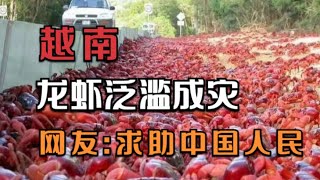 越南龙虾泛滥，网友：求助中国，分分钟在餐桌上消灭掉，一个不剩